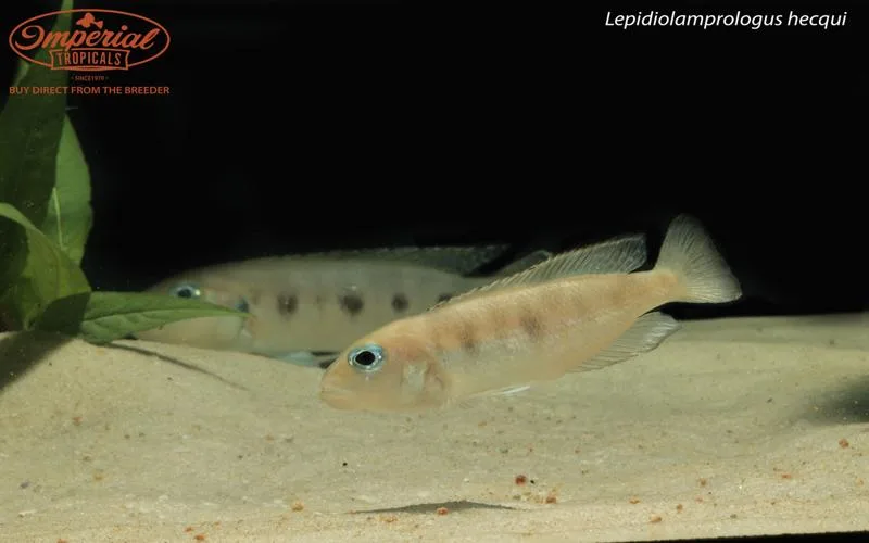 Lepidiolamprologus hecqui - Image 2