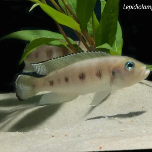 Lepidiolamprologus hecqui