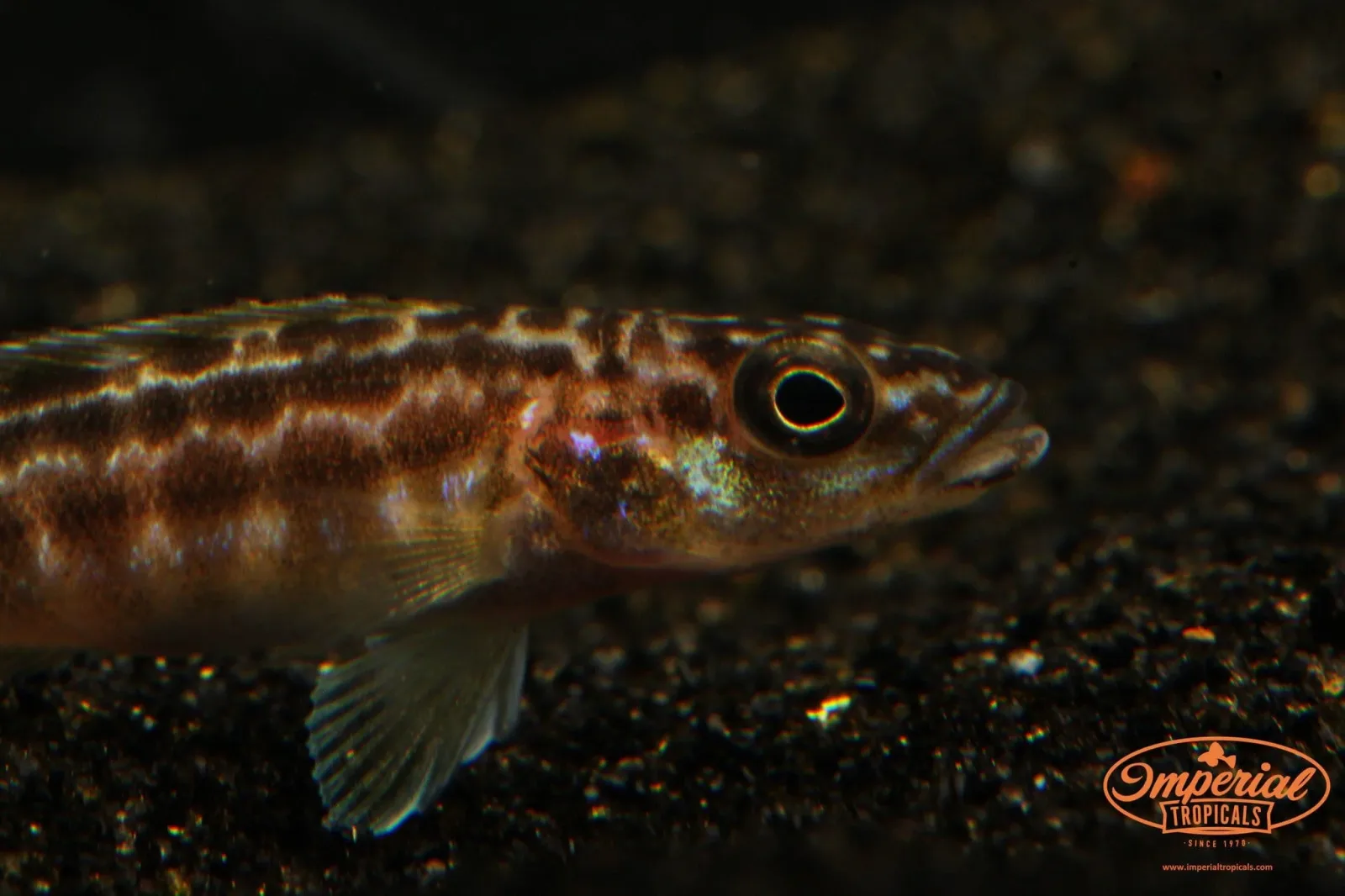 Lepidiolamprologus kendalli - Image 2