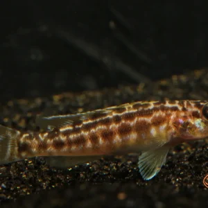 Lepidiolamprologus kendalli