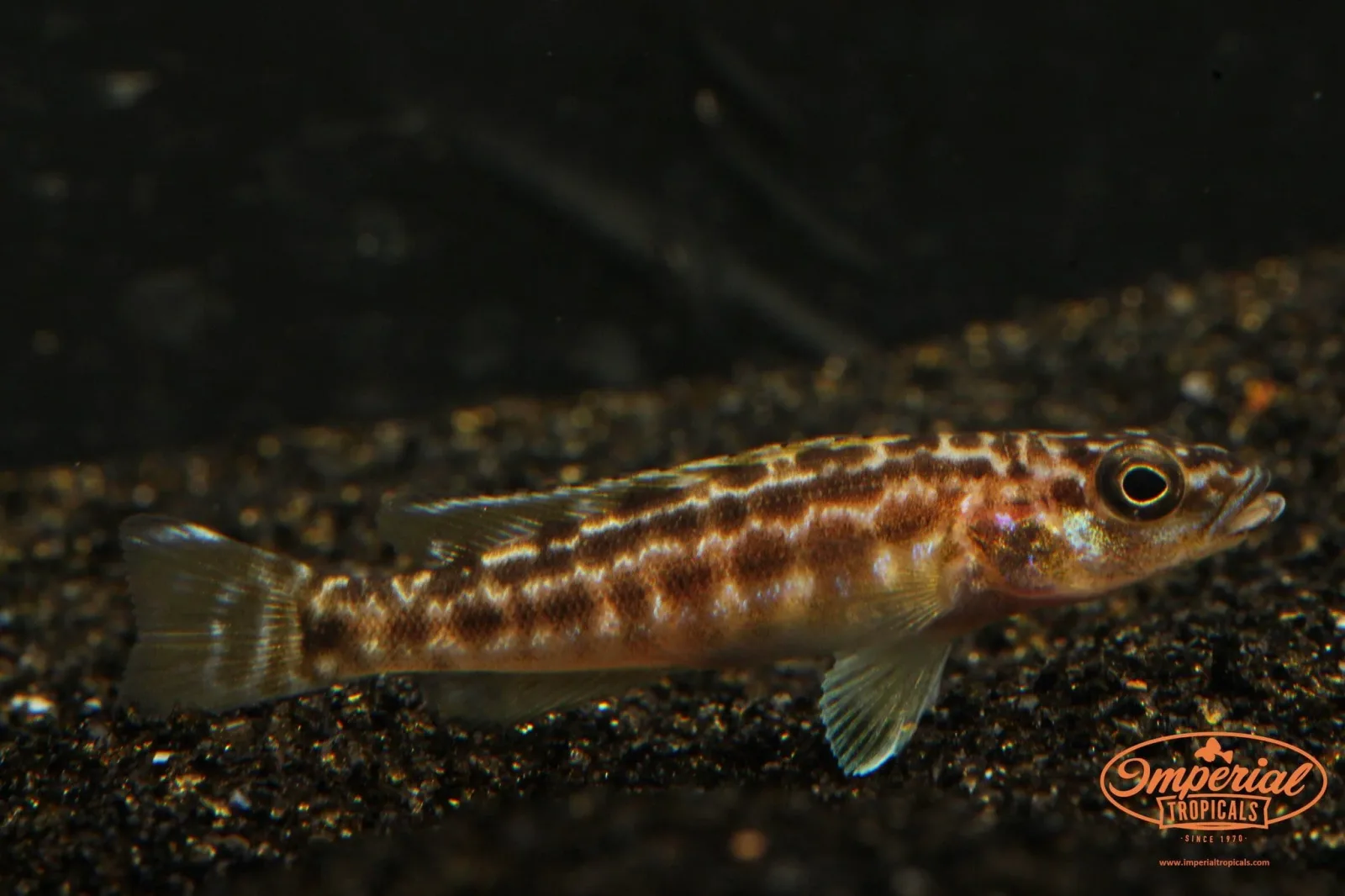 Lepidiolamprologus kendalli