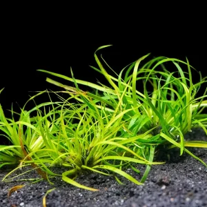 Lesser Creeping Rush (Juncus repens), clump
