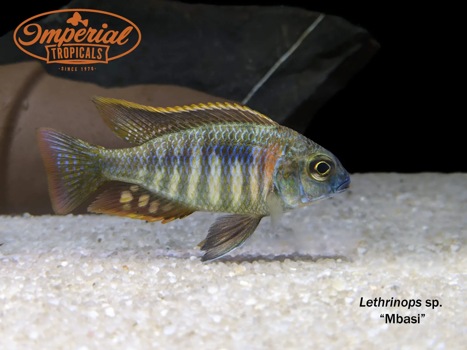 Lethrinops sp. Mbasi - Image 2