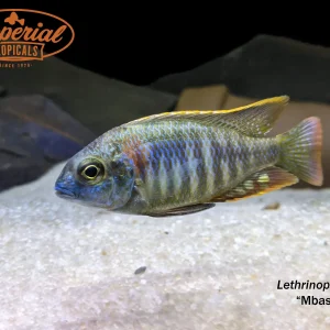 Lethrinops sp. Mbasi
