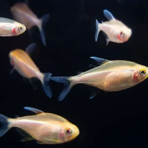Leucistic Albino Black Neon Tetra (Hyphessobrycon herbertaxelrodi) - Tank-Bred!