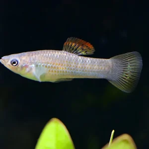 Liberty Molly (Poecilia salvatoris) – Locally Bred