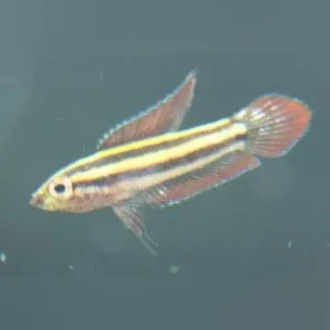 Licorice Gourami