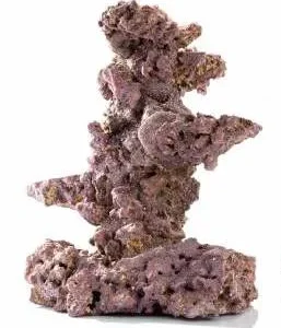 Liferock Coral Tree OG 1 Pack