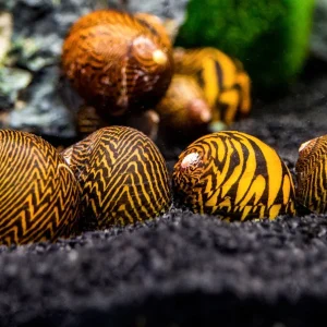 Lightning Bolt Nerite Snail (Neritodryas dubia)