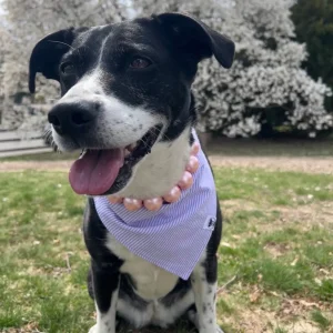 Lilac Seersucker Bandana