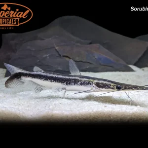 Lima Shovelnose Catfish