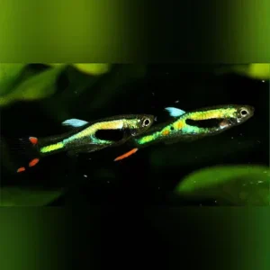 Lime Green Endler – Male