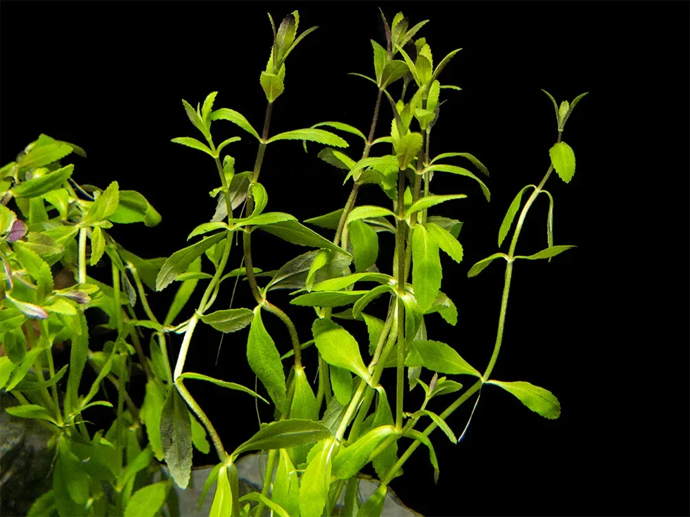 Limnophila Aromatica AKA Rice Paddy Herb (Limnophila aromatica), Bunch - Image 2