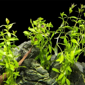 Limnophila Aromatica AKA Rice Paddy Herb (Limnophila aromatica), Bunch