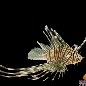 Lionfish - Volitan Md