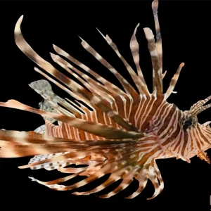 Lionfish - Volitan Md/Lg