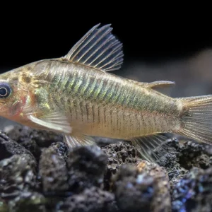 Little Cory Catfish (Corydoras nanus)
