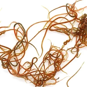 Live Blackworms (Lumbriculus variegatus)