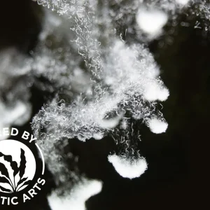 Live Microworm (Panagrellus sp.) Cultures - Aquatic Arts