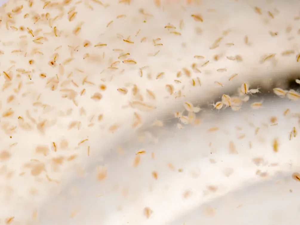 Live Moina Macrocopa (Water Flea) Culture - Aquatic Arts - Image 2
