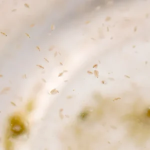 Live Moina Macrocopa (Water Flea) Culture - Aquatic Arts