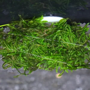 Live Moss Ledge – Pre-Grown Aquarium Moss Platform (Submerged Grown)