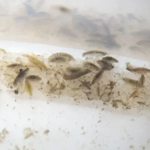 Live Scud AKA Freshwater Amphipod (Gammarus sp.) Culture - Aquatic Arts