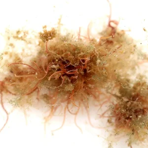 Live Tubifex Worms (Tubifex tubifex) – Aquatic Arts