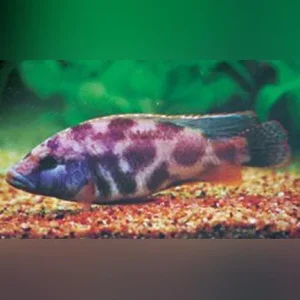 Livingstoni Cichlid