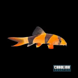 Loach - Clown 3-3.5in