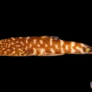 Loach - Hillstream Spotted Borneo