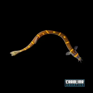 Loach - Kuhli