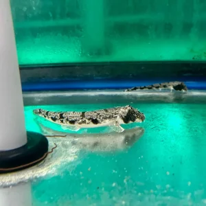 Loach - Moose Face