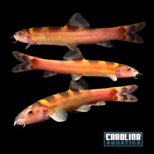 Loach - Royal Clown M/L