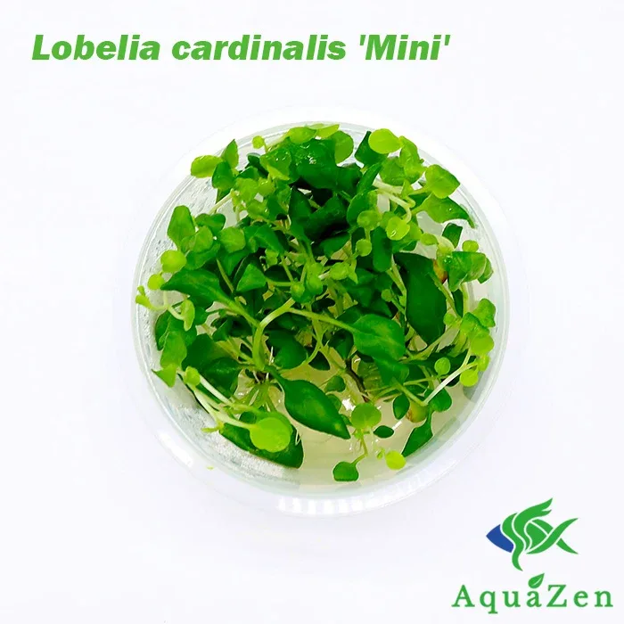 Lobelia cardinalis 'Mini' (Lobelia cardinalis 'Mini') - Tissue Culture - Image 2
