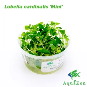 Lobelia cardinalis 'Mini' (Lobelia cardinalis 'Mini') - Tissue Culture