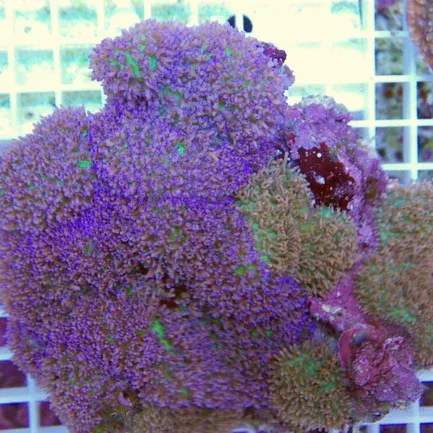 Lobophyllia Red Brain Coral