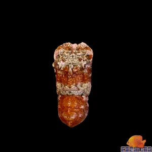 Lobster - Slipper Sm