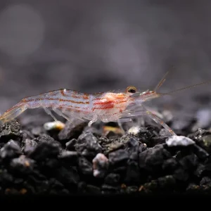 Lollipop Prawn (Macrobrachium gracilirostre)