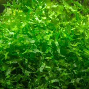 Loma Fern AKA Süsswassertang/Sübwassertang (Lomariopsis cf. lineata), Loose Portion