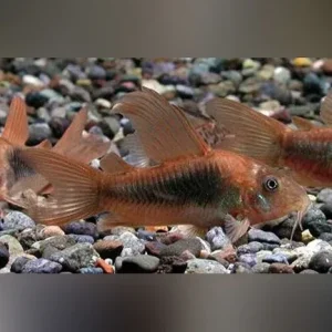 Long Fin Green Cory