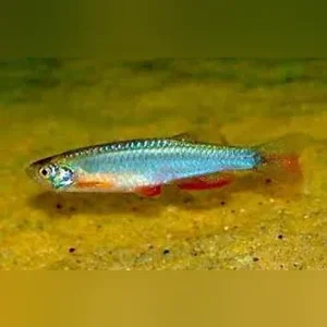 Long Fin Pearl Danio