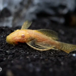 Longfin Albino Bristlenose Pleco (Ancistrus cf. cirrhosus) - Locally Bred!