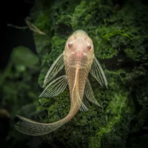 Longfin Albino Bristlenose Pleco (Ancistrus cf. cirrhosus var. "Longfin Albino"), Tank-Bred