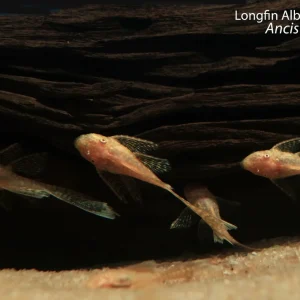 Longfin Albino Bushynose