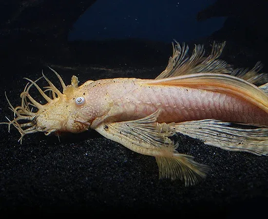 Longfin Albino Bushynose - Image 2