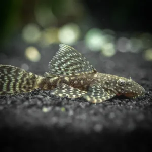 Longfin Bristlenose Pleco (Ancistrus cf. cirrhosus var. "Longfin") - Tank-Bred!