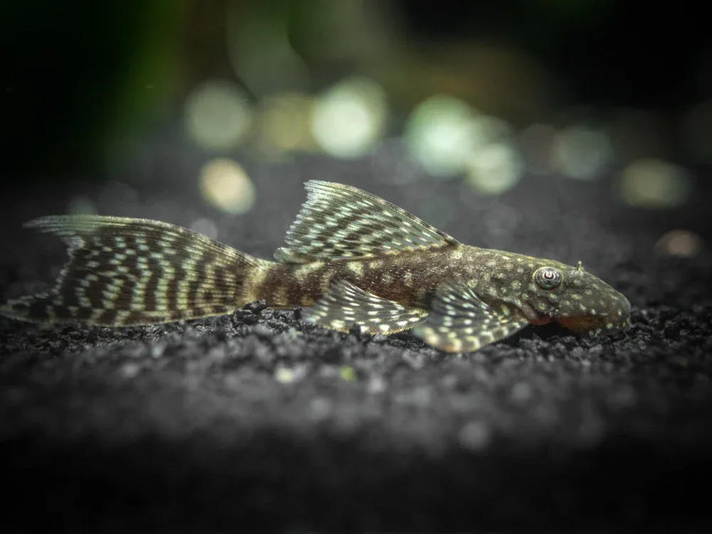 Longfin Bristlenose Pleco (Ancistrus cf. cirrhosus var. "Longfin") - Tank-Bred! - Image 2