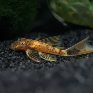 Longfin Calico Bristlenose Pleco (Ancistrus sp. "Calico") - Tank-Bred!