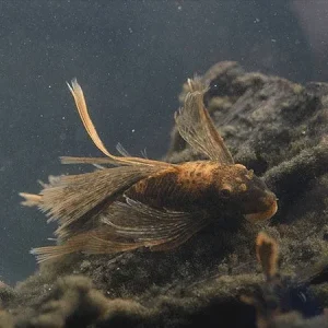 Longfin Calico Bushynose